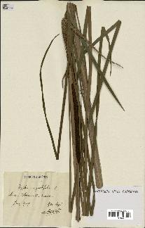spécimen de Typha latifolia