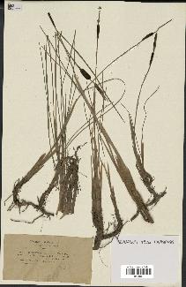 spécimen de Typha minima