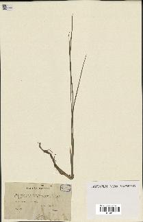 spécimen de Typha minima