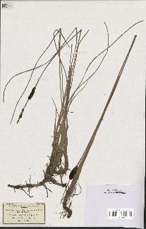 spécimen de Typha minima