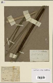 spécimen de Typha latifolia x angustifolia