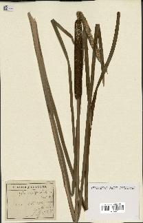 spécimen de Typha latifolia x angustifolia