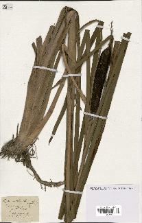 spécimen de Typha shuttleworthii