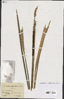 spécimen de Typha elata