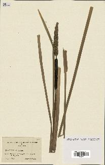 spécimen de Typha elata