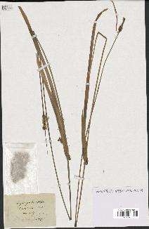 spécimen de Typha gracilis