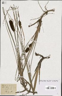 spécimen de Typha gracilis
