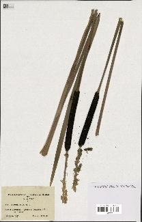 spécimen de Typha elata