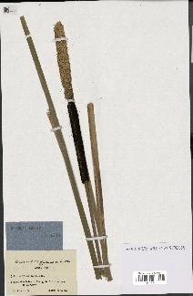 spécimen de Typha elata