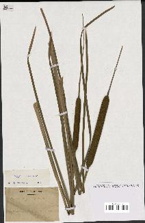 spécimen de Typha domingensis