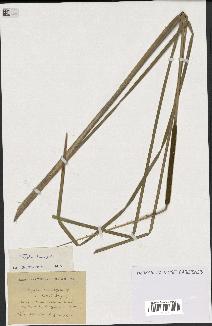 spécimen de Typha domingensis