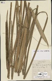 spécimen de Typha angustifolia