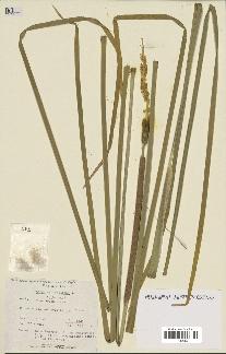 spécimen de Typha angustifolia