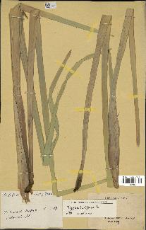 spécimen de Typha latifolia