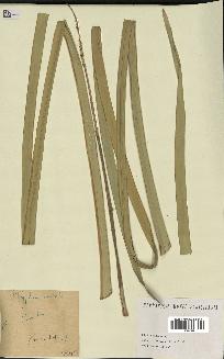 spécimen de Typha australis