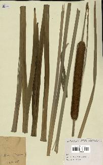 spécimen de Typha sp.