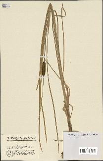 spécimen de Typha laxmannii