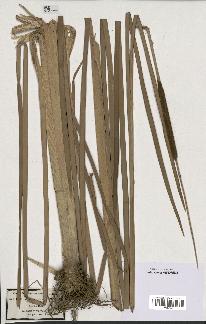 spécimen de Typha angustifolia