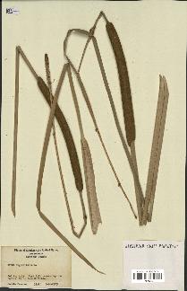 spécimen de Typha angustifolia