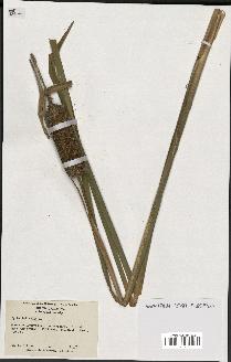 spécimen de Typha latifolia