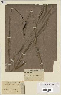 spécimen de Typha minima