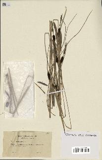 spécimen de Typha minima