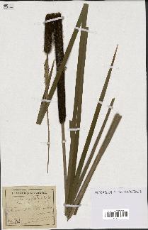 spécimen de Typha latifolia x angustifolia