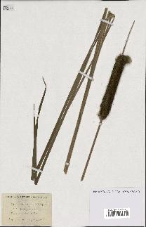 spécimen de Typha latifolia x angustifolia