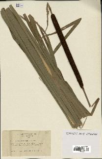 spécimen de Typha latifolia x angustifolia