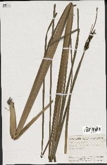 spécimen de Typha angustifolia
