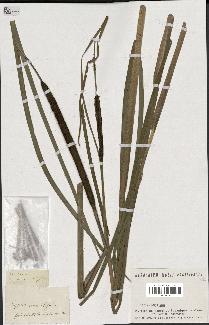 spécimen de Typha angustifolia