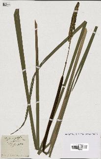 spécimen de Typha angustifolia