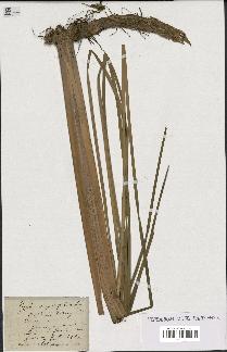 spécimen de Typha angustifolia