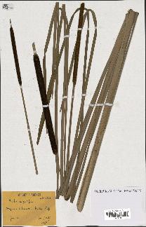 spécimen de Typha angustifolia