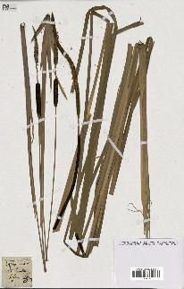 spécimen de Typha angustifolia