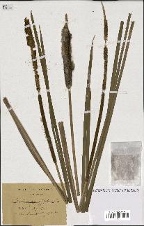 spécimen de Typha angustifolia
