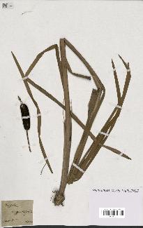 spécimen de Typha angustifolia