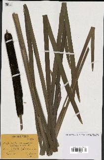 spécimen de Typha angustifolia