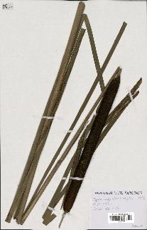 spécimen de Typha latifolia x angustifolia