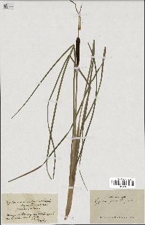 spécimen de Typha gracilis