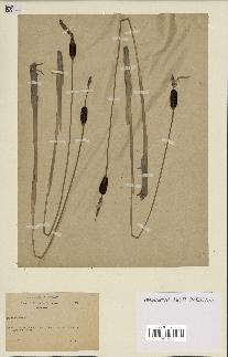 spécimen de Typha minima