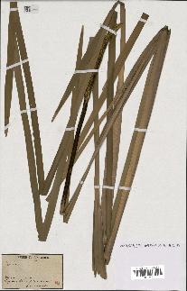 spécimen de Typha sp.