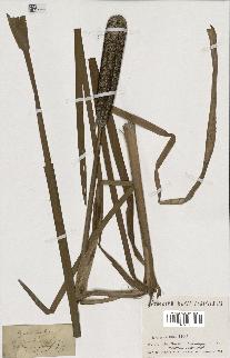 spécimen de Typha latifolia