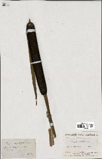spécimen de Typha latifolia
