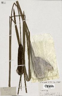 spécimen de Typha latifolia