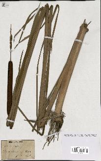 spécimen de Typha angustifolia