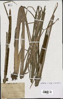 spécimen de Typha angustifolia