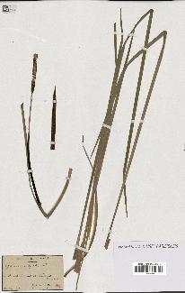 spécimen de Typha angustifolia