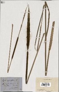 spécimen de Typha angustifolia