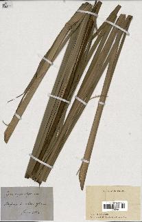 spécimen de Typha angustifolia